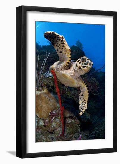 Hawksbill Turtle (Eretmochelys Imbricata) on a Reef Wall with a Rope Sponge-Alex Mustard-Framed Photographic Print