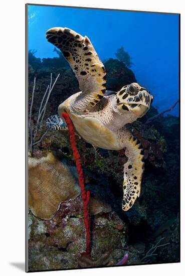 Hawksbill Turtle (Eretmochelys Imbricata) on a Reef Wall with a Rope Sponge-Alex Mustard-Mounted Photographic Print