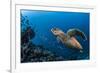 Hawksbill turtle (Eretmochelys imbricata)  Port El Ghalib,  Egypt,  Red Sea-Jordi Chias-Framed Photographic Print