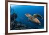 Hawksbill turtle (Eretmochelys imbricata)  Port El Ghalib,  Egypt,  Red Sea-Jordi Chias-Framed Photographic Print