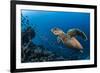 Hawksbill turtle (Eretmochelys imbricata)  Port El Ghalib,  Egypt,  Red Sea-Jordi Chias-Framed Photographic Print