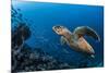 Hawksbill turtle (Eretmochelys imbricata)  Port El Ghalib,  Egypt,  Red Sea-Jordi Chias-Mounted Photographic Print