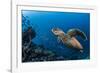 Hawksbill turtle (Eretmochelys imbricata)  Port El Ghalib,  Egypt,  Red Sea-Jordi Chias-Framed Photographic Print