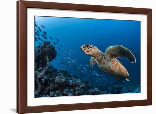 Hawksbill turtle (Eretmochelys imbricata)  Port El Ghalib,  Egypt,  Red Sea-Jordi Chias-Framed Photographic Print