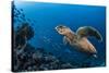 Hawksbill turtle (Eretmochelys imbricata)  Port El Ghalib,  Egypt,  Red Sea-Jordi Chias-Stretched Canvas