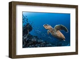 Hawksbill turtle (Eretmochelys imbricata)  Port El Ghalib,  Egypt,  Red Sea-Jordi Chias-Framed Photographic Print