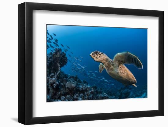 Hawksbill turtle (Eretmochelys imbricata)  Port El Ghalib,  Egypt,  Red Sea-Jordi Chias-Framed Photographic Print