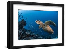 Hawksbill turtle (Eretmochelys imbricata)  Port El Ghalib,  Egypt,  Red Sea-Jordi Chias-Framed Photographic Print