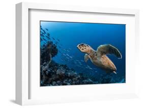 Hawksbill turtle (Eretmochelys imbricata)  Port El Ghalib,  Egypt,  Red Sea-Jordi Chias-Framed Photographic Print