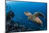 Hawksbill turtle (Eretmochelys imbricata)  Port El Ghalib,  Egypt,  Red Sea-Jordi Chias-Mounted Photographic Print