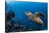 Hawksbill turtle (Eretmochelys imbricata)  Port El Ghalib,  Egypt,  Red Sea-Jordi Chias-Stretched Canvas