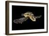 Hawksbill Turtle (Eretmochelys Imbricata) Swimming at Night-Alex Mustard-Framed Photographic Print