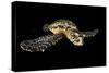 Hawksbill Turtle (Eretmochelys Imbricata) Swimming at Night-Alex Mustard-Stretched Canvas