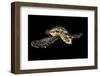 Hawksbill Turtle (Eretmochelys Imbricata) Swimming at Night-Alex Mustard-Framed Photographic Print