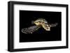 Hawksbill Turtle (Eretmochelys Imbricata) Swimming at Night-Alex Mustard-Framed Photographic Print