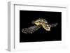 Hawksbill Turtle (Eretmochelys Imbricata) Swimming at Night-Alex Mustard-Framed Photographic Print