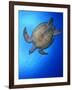 Hawksbill Turtle (Eretmochelys Imbricata) Swimming-Claudio Contreras-Framed Photographic Print