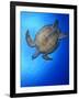 Hawksbill Turtle (Eretmochelys Imbricata) Swimming-Claudio Contreras-Framed Photographic Print