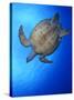 Hawksbill Turtle (Eretmochelys Imbricata) Swimming-Claudio Contreras-Stretched Canvas