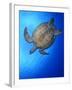 Hawksbill Turtle (Eretmochelys Imbricata) Swimming-Claudio Contreras-Framed Photographic Print