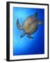 Hawksbill Turtle (Eretmochelys Imbricata) Swimming-Claudio Contreras-Framed Photographic Print