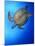 Hawksbill Turtle (Eretmochelys Imbricata) Swimming-Claudio Contreras-Mounted Photographic Print