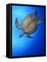 Hawksbill Turtle (Eretmochelys Imbricata) Swimming-Claudio Contreras-Framed Stretched Canvas