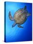 Hawksbill Turtle (Eretmochelys Imbricata) Swimming-Claudio Contreras-Stretched Canvas