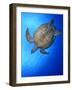 Hawksbill Turtle (Eretmochelys Imbricata) Swimming-Claudio Contreras-Framed Photographic Print