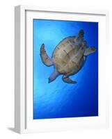 Hawksbill Turtle (Eretmochelys Imbricata) Swimming-Claudio Contreras-Framed Photographic Print