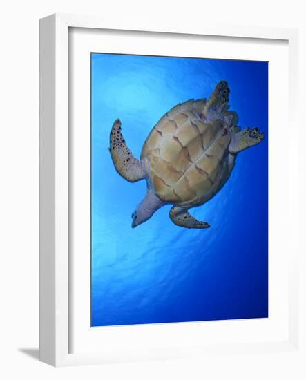 Hawksbill Turtle (Eretmochelys Imbricata) Swimming-Claudio Contreras-Framed Photographic Print