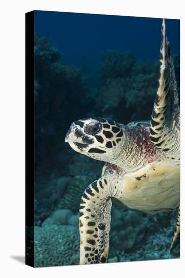 Hawksbill Turtle (Eretmochelys Imbricata)-Stephen Frink-Stretched Canvas