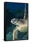 Hawksbill Turtle (Eretmochelys Imbricata)-Stephen Frink-Framed Stretched Canvas