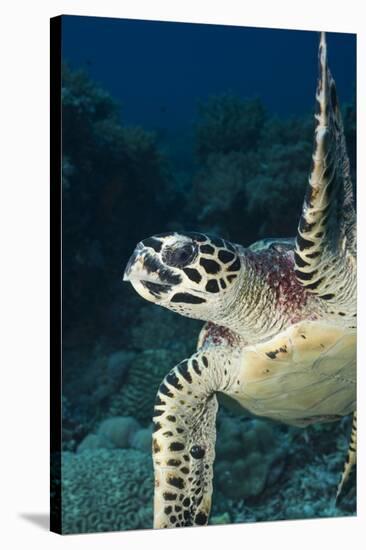 Hawksbill Turtle (Eretmochelys Imbricata)-Stephen Frink-Stretched Canvas