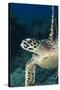 Hawksbill Turtle (Eretmochelys Imbricata)-Stephen Frink-Stretched Canvas