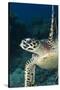 Hawksbill Turtle (Eretmochelys Imbricata)-Stephen Frink-Stretched Canvas