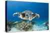 Hawksbill Turtle (Eretmochelys Imbricata)-Reinhard Dirscherl-Stretched Canvas