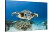 Hawksbill Turtle (Eretmochelys Imbricata)-Reinhard Dirscherl-Stretched Canvas