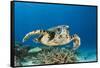 Hawksbill Turtle (Eretmochelys Imbricata)-Reinhard Dirscherl-Framed Stretched Canvas