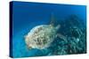 Hawksbill Turtle (Eretmochelys Imbricata)-Reinhard Dirscherl-Stretched Canvas