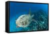 Hawksbill Turtle (Eretmochelys Imbricata)-Reinhard Dirscherl-Framed Stretched Canvas