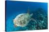 Hawksbill Turtle (Eretmochelys Imbricata)-Reinhard Dirscherl-Stretched Canvas