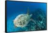 Hawksbill Turtle (Eretmochelys Imbricata)-Reinhard Dirscherl-Framed Stretched Canvas