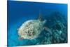 Hawksbill Turtle (Eretmochelys Imbricata)-Reinhard Dirscherl-Stretched Canvas