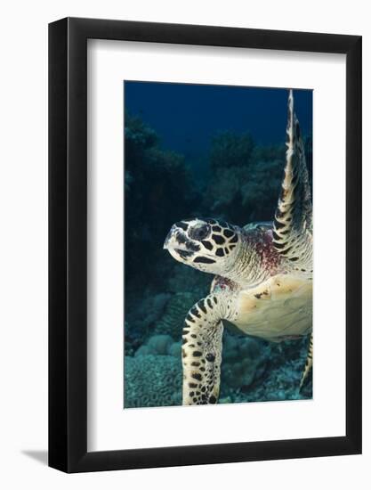Hawksbill Turtle (Eretmochelys Imbricata)-Stephen Frink-Framed Photographic Print