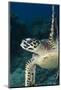 Hawksbill Turtle (Eretmochelys Imbricata)-Stephen Frink-Mounted Photographic Print