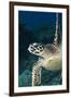 Hawksbill Turtle (Eretmochelys Imbricata)-Stephen Frink-Framed Photographic Print