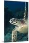 Hawksbill Turtle (Eretmochelys Imbricata)-Stephen Frink-Mounted Photographic Print