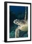 Hawksbill Turtle (Eretmochelys Imbricata)-Stephen Frink-Framed Photographic Print