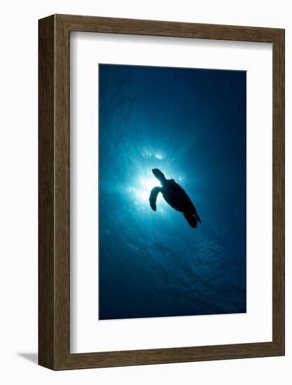 Hawksbill Turtle (Eretmochelys Imbricata)-Stephen Frink-Framed Photographic Print